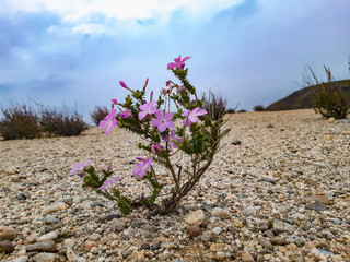 wild flowers in the desert