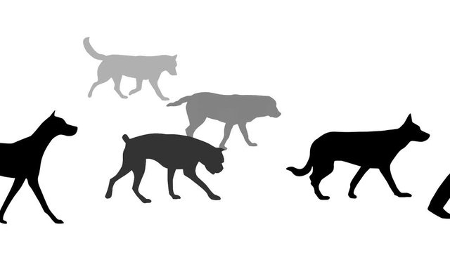 Man walking with dogs, animation on the white background