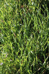 Green grass leaves close up background nature prints fifty megapixels