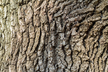 tree bark with green moss. Grunge wooden texture.Embossed bark of oak
