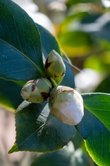 Flower of white camellia japonica Linda rosazza
