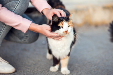 Woman stroking a homeless cute cats on the street. Animal protection concept