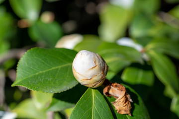 Flowers of white camellia japonica Alba plena
