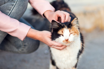 Woman stroking a homeless cute cats on the street. Animal protection concept