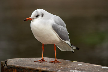 Seagull bird by the Bodensee lake in Konstanz in Germany