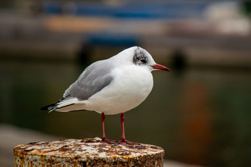 Seagull bird by the Bodensee lake in Konstanz in Germany
