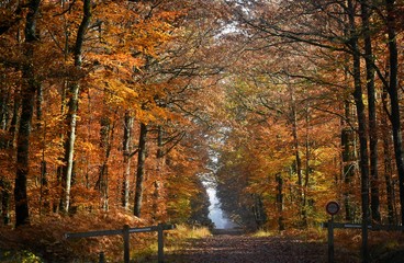 Chemin forestier en automne