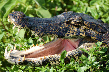 Crocodylus acutus. The eyes of this predator are mesmerizing, and the teeth scare ...