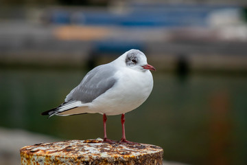 Seagull bird by the Bodensee lake in Konstanz in Germany