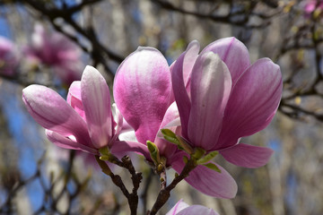 Three pink flowers on the magnolia tree. Thin branches and lots of flowers