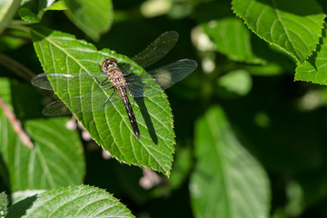 Dragonfly