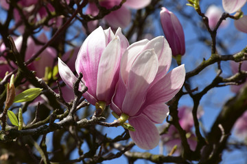 Two magnolia flowers on a tree, side by side