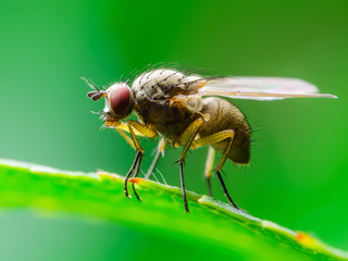 Exotic Drosophila Fly Diptera Parasite Insect on Green Leaf Macro