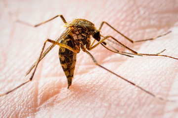 Dangerous Malaria Infected Culex Mosquito Bite, Leishmaniasis, Encephalitis, Yellow Fever, Dengue, Mayaro Disease, Zika, EEEV or EEE Virus Infectious Parasite Insect Macro