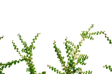 Tropical Ivy plant leaves on white isolated background for green foliage backdrop 