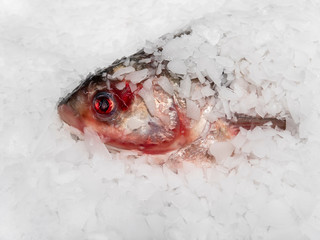 Frozen fish in ice. Seafood, fish in the refrigerator.