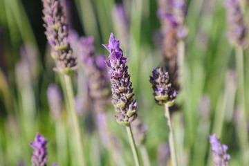 Close up of a purple lavender flower in bloom
