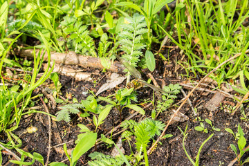 Dragonfly on grass background