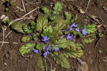 Ajuga decumbens (Creeping bugleweed) is a perennial Lamiaceae that grows on the roadside and whose stems crawl on the ground. In the spring, beautiful flowers with deep purple lips bloom and are also 