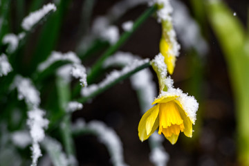 Flower of yellow Narcissius daffodil covered with snow.