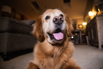 Friendly Golden Retriever Dog at home in living room