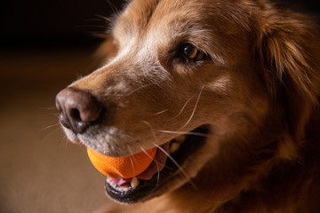 Happy golden retriever with smile on his face as he holds a toy ball