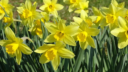 Obraz premium daffodils in garden