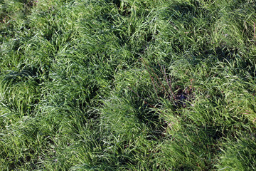 Green grass leaves close up background nature prints fifty megapixels