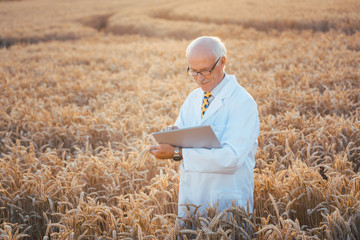 Man doing research on genetically modified grain in wheat field