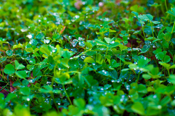 Clover CloseUp Water Dew Leaves