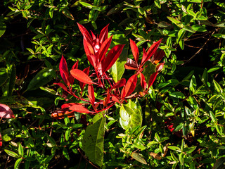 OLYMPUS DIGITAL CAMERA - GARDEN