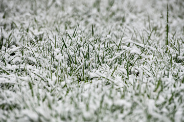 Green grass covered with snow.