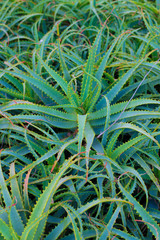 Aloe Vera Close Up Leaves Bush