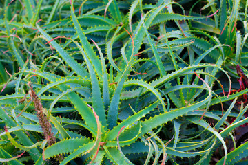 Aloe Vera Close Up Leaves Bush