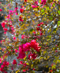 Pink Flowers Tree Garden CloseUp