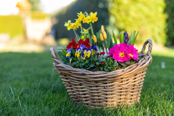 Frühblüher Frühlingsblumen im Korb
