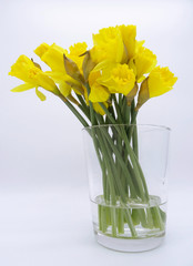 Bouquet of daffodils in a glas vase