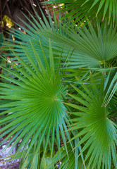 Green Palm Tree Leaves 