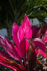 Pink Fuchsia Leaves Plant Closeup