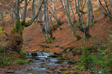 forest landscapes against the sky