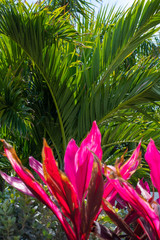 Palm Tree Pink Leaves Foliage Tropical Background Closeup