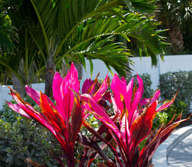 Palm Tree Pink Leaves Foliage Tropical Background Closeup