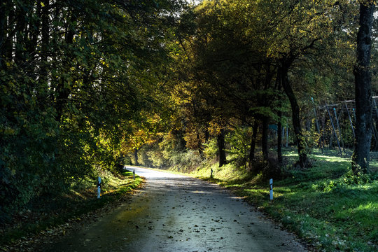 Shaded forest road in Bayern Germany
