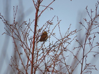  house sparrow in the netherlands 