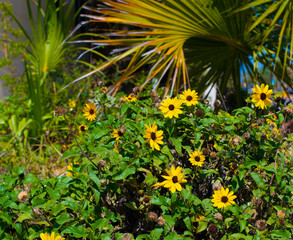 Background yellow flowers closeup