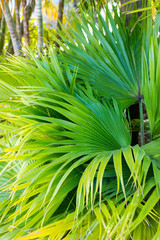 Green Palm Tree Leaves 