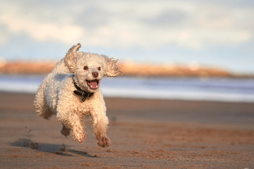 Miniature poodle dog playing fetch on beach jumping in mid air full of happiness and excitement. Northumberland Beach near Bamburgh