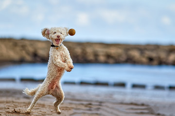 Crazy dog on back legs catching a ball on beach with happy smiling expression