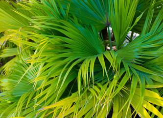 Green Palm Tree Leaves 