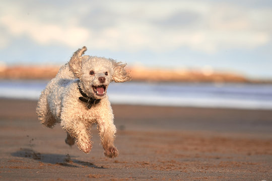 Miniature poodle dog playing fetch on beach jumping in mid air full of happiness and excitement. Northumberland Beach near Bamburgh